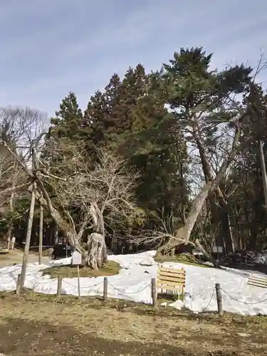 磐椅神社の自然