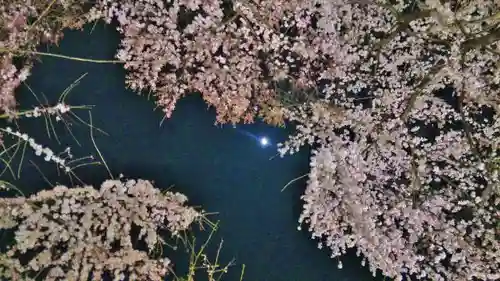 平野神社の自然