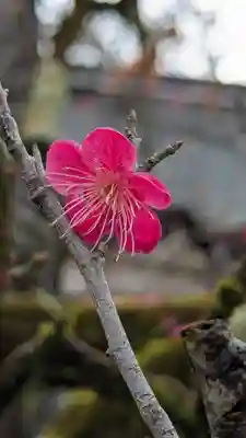 賀茂御祖神社（下鴨神社）(京都府)