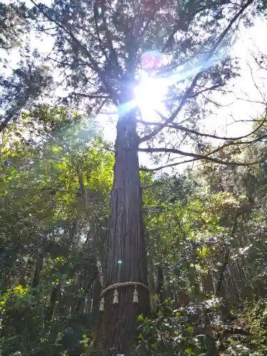 上一宮大粟神社の自然