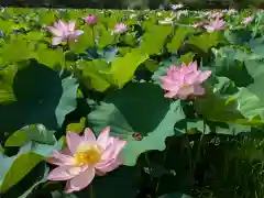 岩井八坂神社(茨城県)