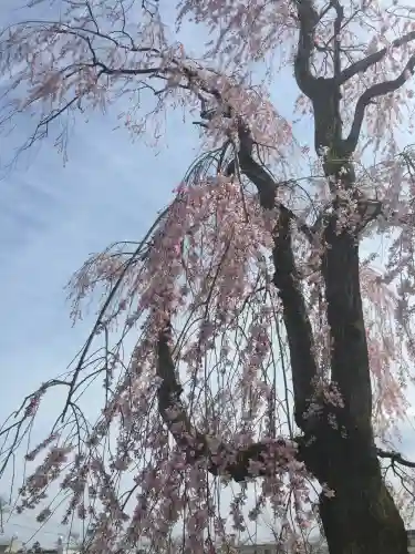 富士山本宮浅間大社(静岡県)