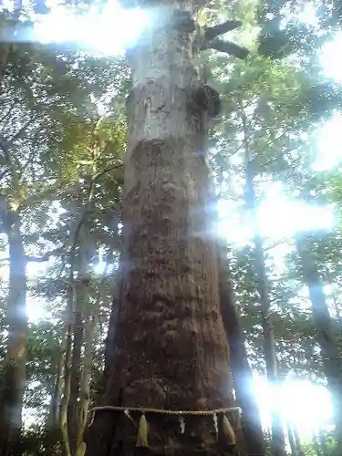 麻賀多神社の自然