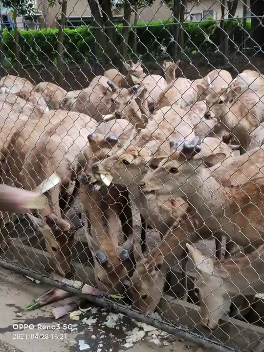 三嶋大社の動物