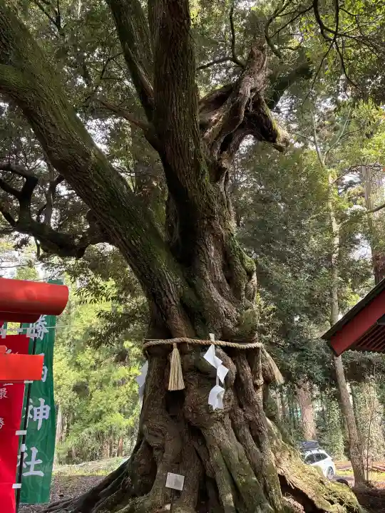 大杉神社の{uncategorized: "未分類", other: "その他", undefined: "問題あり", building: "その他建物", grave: "お墓", sacred_gate: "鳥居", guardian: "狛犬", statue: "像", buddha: "仏像", history: "歴史", nature: "自然", garden: "庭園", animal: "動物", pagoda: "塔", temizu: "手水舎", mountain_gate: "山門・神門", sanctuary: "本殿・本堂", subordinate: "末社・摂社", art: "芸術", scenery: "景色", jizo: "地蔵", ema: "絵馬", goshuin: "御朱印", omikuji: "おみくじ", items: "授与品その他", amulet: "お守り", goshuincho: "御朱印帳", eats: "食事", festival: "お祭り", votive_dance: "神楽", shichigosan: "七五三参", wedding: "結婚式", experience: "体験その他", initially: "初詣", around: "周辺", anti_infection: "感染症対策"}