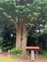 蓮光院(千葉県)