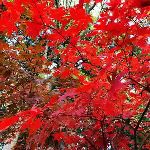 豊景神社の自然(2021年11月16日(火) 09時40分12秒投稿)