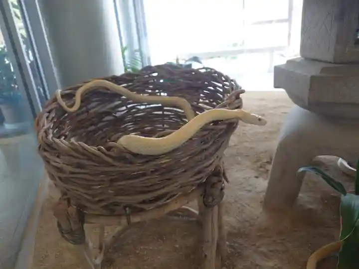 岩国白蛇神社(山口県)