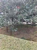 地蔵院(椿寺)(京都府)