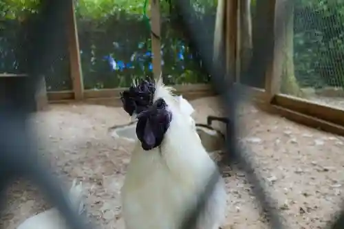 丹生川上神社（下社）の動物
