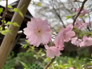 普門寺(切り絵御朱印発祥の寺)の自然(2023年03月27日(月) 09時44分53秒投稿)