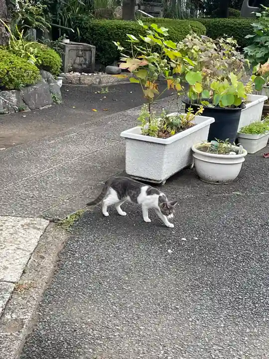 浄元寺の動物