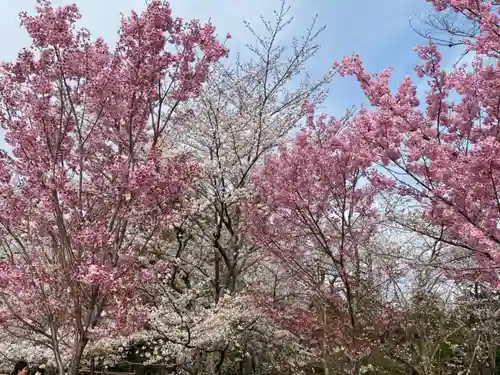 賀茂別雷神社（上賀茂神社）の自然