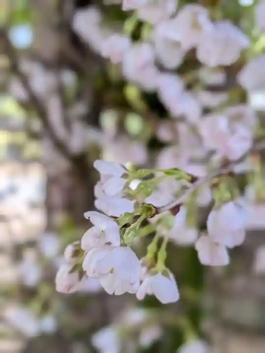 赤坂氷川神社(東京都)