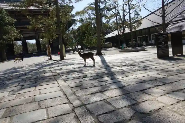 東大寺 法華堂(三月堂)の動物