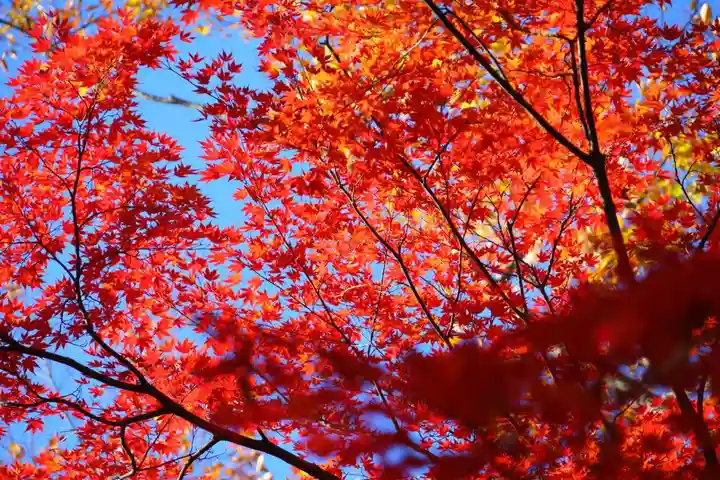 國祖神社の自然