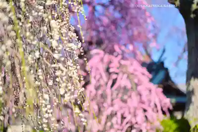 亀戸天神社(東京都)