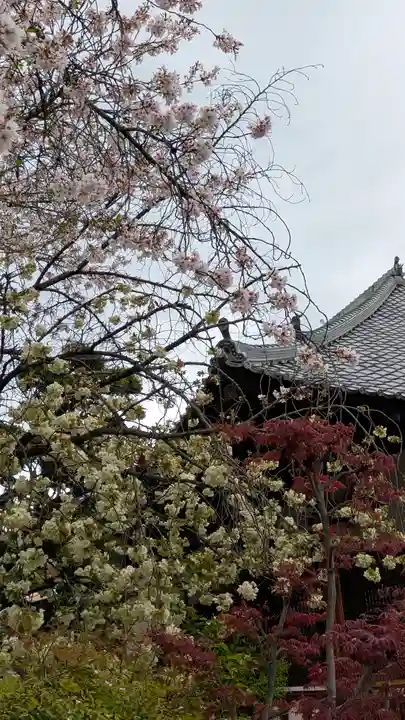 墨染寺(桜寺)(京都府)