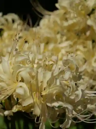 普門寺(切り絵御朱印発祥の寺)(愛知県)