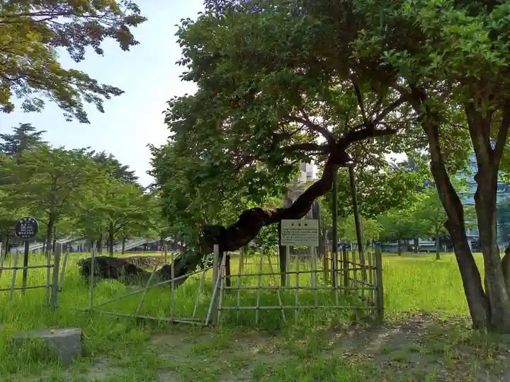 櫻岡大神宮の自然