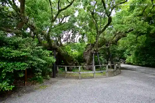 伊勢神宮外宮（豊受大神宮）の自然