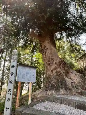 無量院(蓮華寺)の{uncategorized: "未分類", other: "その他", undefined: "問題あり", building: "その他建物", grave: "お墓", sacred_gate: "鳥居", guardian: "狛犬", statue: "像", buddha: "仏像", history: "歴史", nature: "自然", garden: "庭園", animal: "動物", pagoda: "塔", temizu: "手水舎", mountain_gate: "山門・神門", sanctuary: "本殿・本堂", subordinate: "末社・摂社", art: "芸術", scenery: "景色", jizo: "地蔵", ema: "絵馬", goshuin: "御朱印", omikuji: "おみくじ", items: "授与品その他", amulet: "お守り", goshuincho: "御朱印帳", eats: "食事", festival: "お祭り", votive_dance: "神楽", shichigosan: "七五三参", wedding: "結婚式", experience: "体験その他", initially: "初詣", around: "周辺", anti_infection: "感染症対策"}