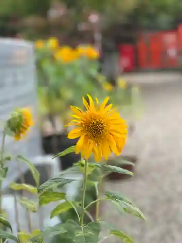 龍田大社の自然