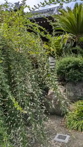 浜本山　源光寺(大阪府)
