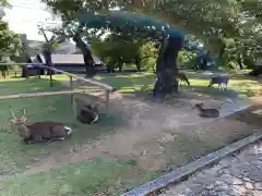 興福寺の動物