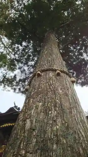 三峯神社の自然