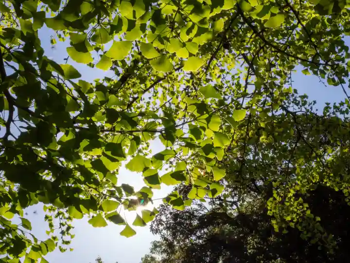 赤坂氷川神社(東京都)
