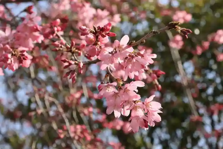 豊景神社の自然