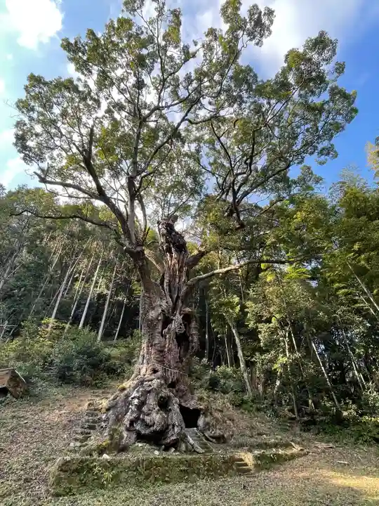 武雄神社の自然