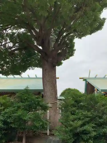 伊勢原大神宮の自然