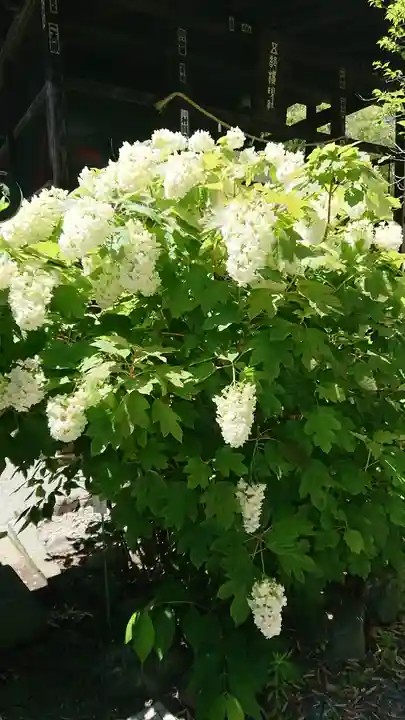 高幡不動尊 金剛寺の自然