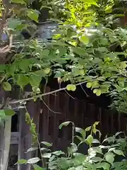 甲斐國一宮 浅間神社の自然