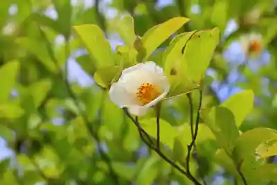 滑川神社 - 仕事と子どもの守り神の自然