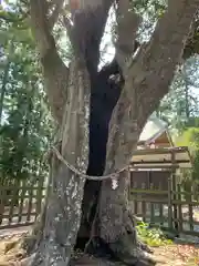 天宮神社の自然