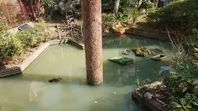 厳島神社の動物
