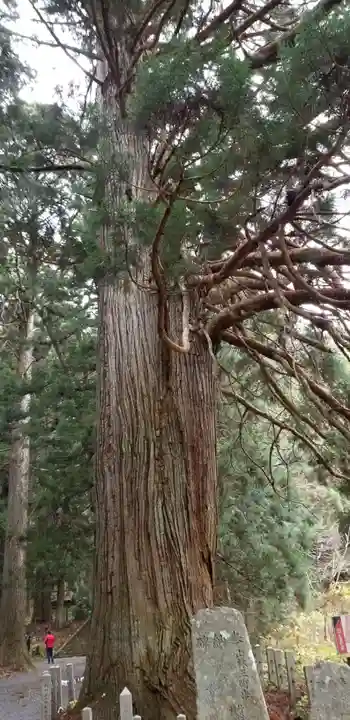 比婆山熊野神社の自然