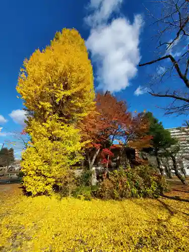 櫻岡大神宮の自然