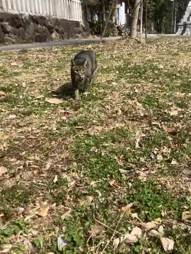 城山八幡宮の動物