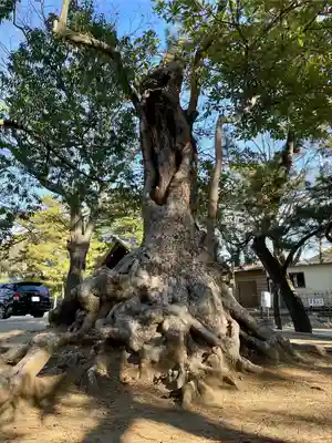 意富比神社の自然