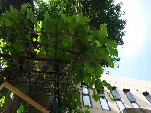 菊名神社の自然