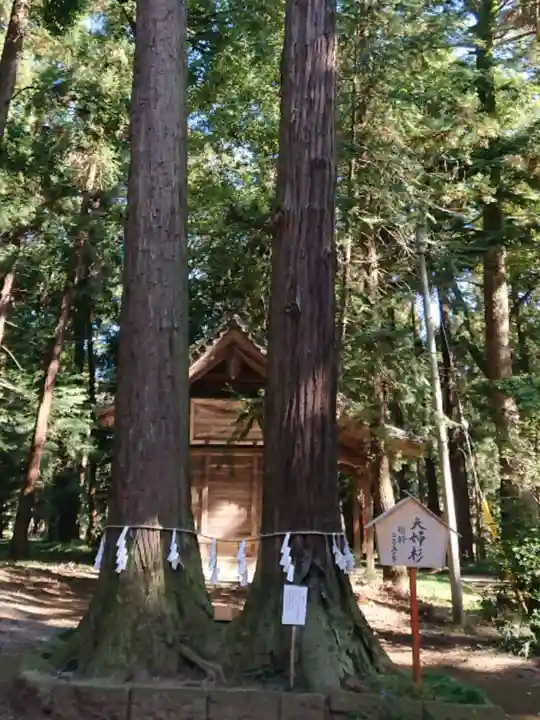 間々田八幡宮の自然