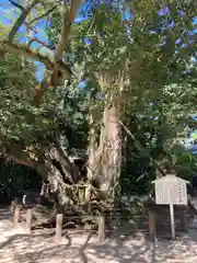 大山祇神社の自然