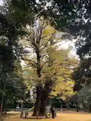 赤坂氷川神社の自然