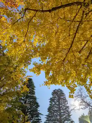 新井薬師(梅照院)(東京都)