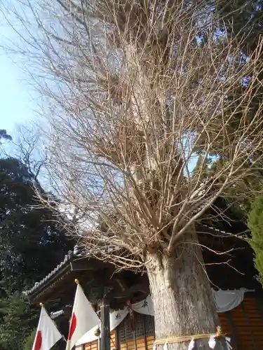 御霊神社（葉山・長柄）の自然