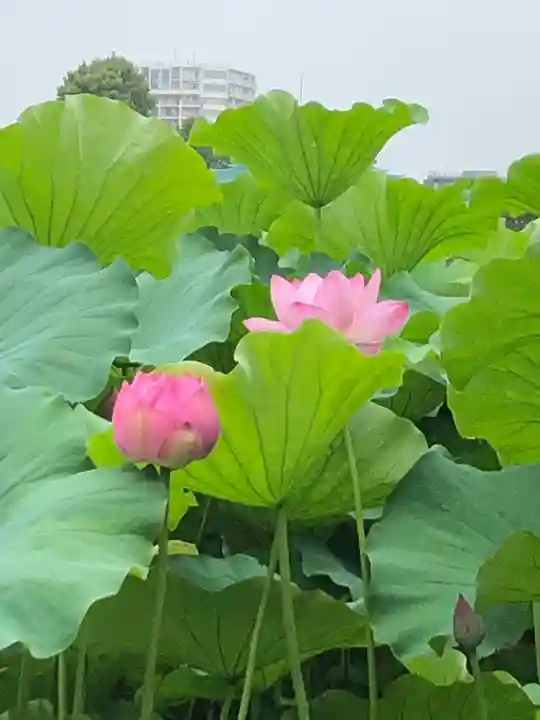 寛永寺不忍池弁天堂の庭園